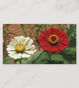 White Zinnia and Red Zinnia Enclosure Card