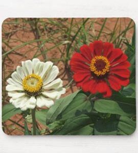 White Zinnia and Red Zinnia Mousepad